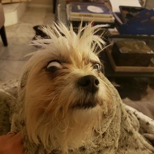 Meet your Posher, Ian